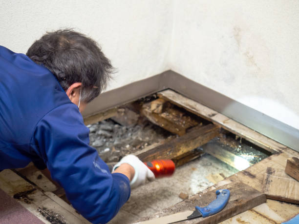 Professional Mold Removal in Sardis, MS