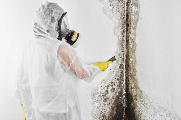 Best Mold Testing  in Sardis, MS
