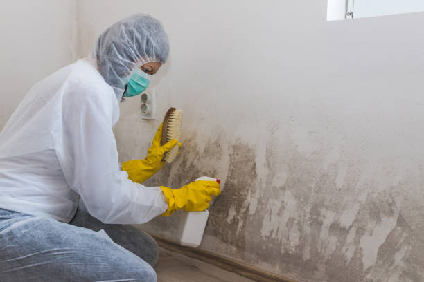 Best Fast Mold Removal  in Sardis, MS