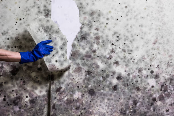 Best Toxic Mold Removal  in Sardis, MS