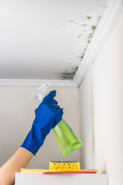 Home Mold Removal in Sardis, MS