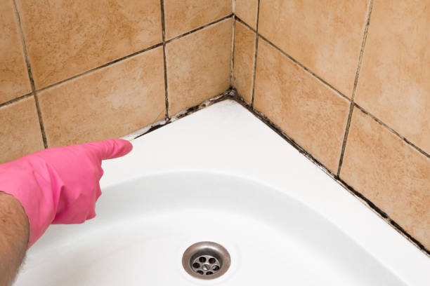 Best Office Mold Removal Services  in Sardis, MS